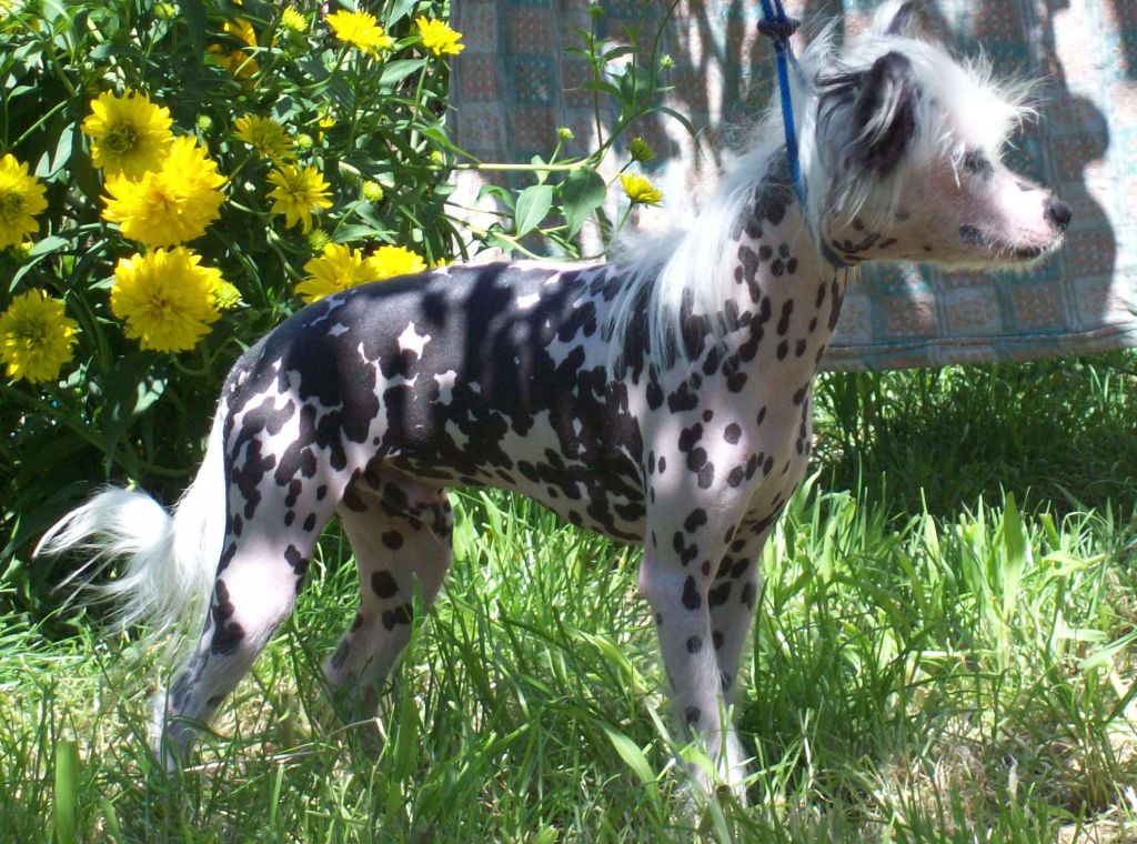 Elisey Ruah-in-vifanya