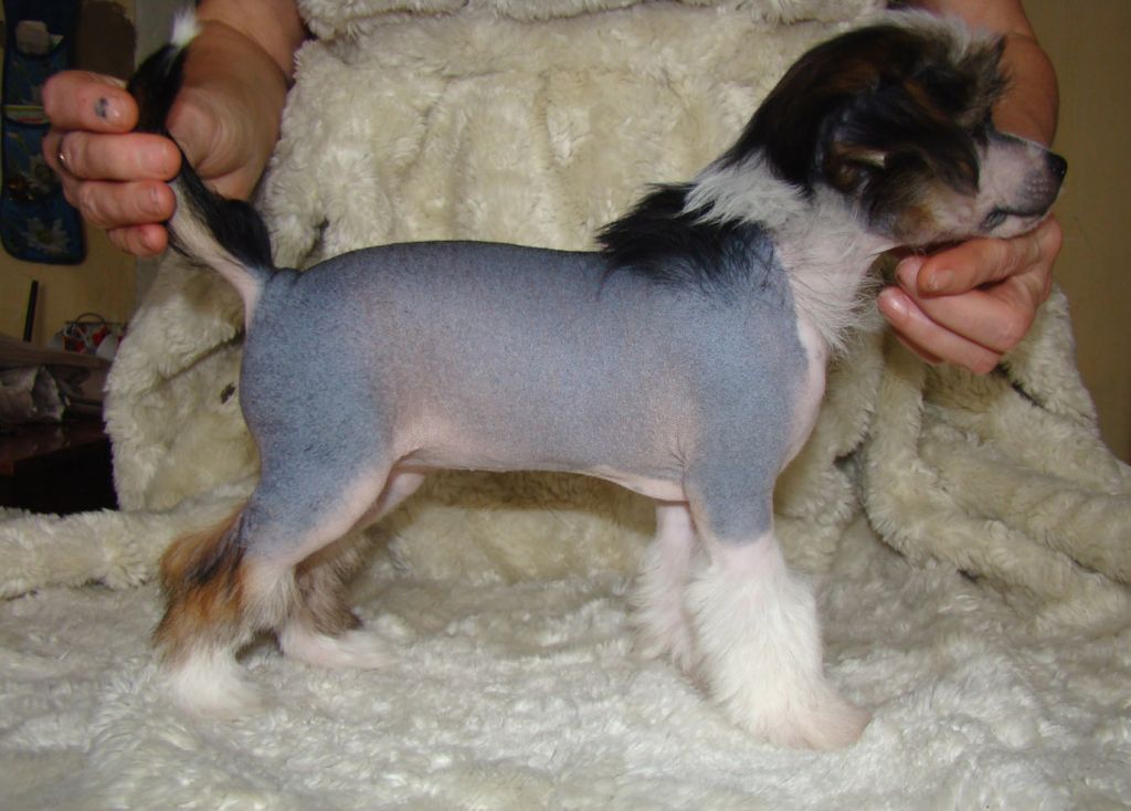 Kristal Yaniry Skya Swarovski