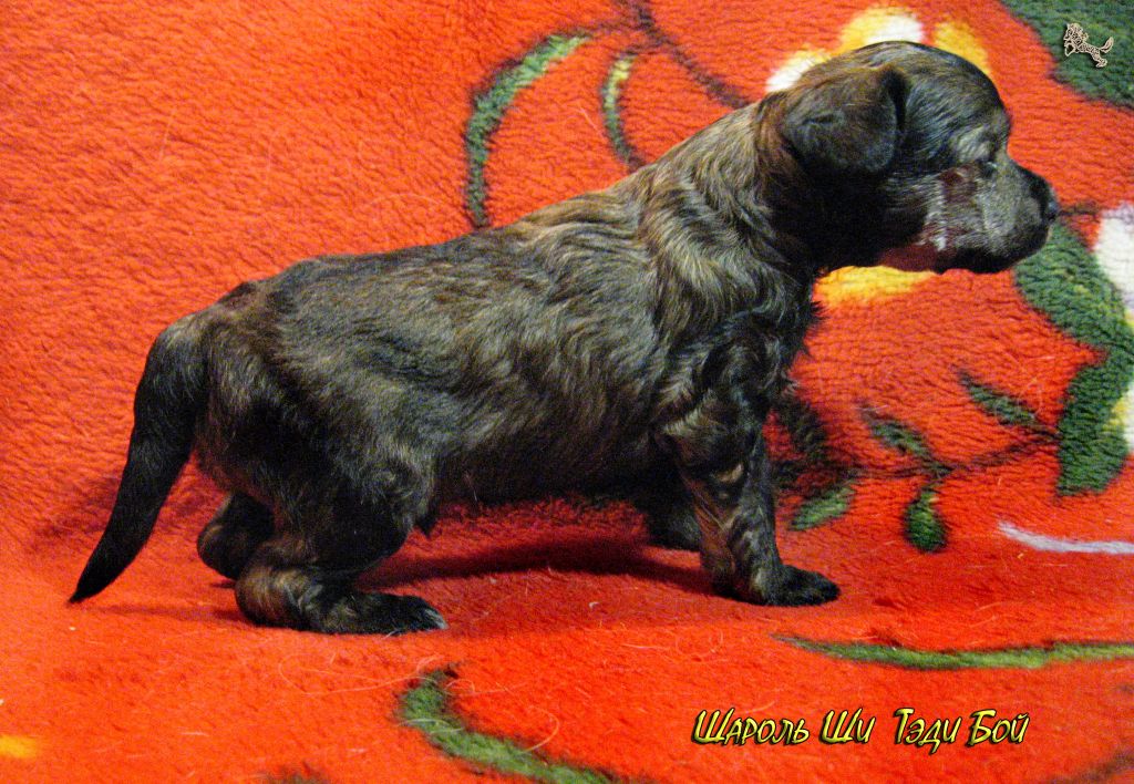 Sharol Shi Teddy Boy