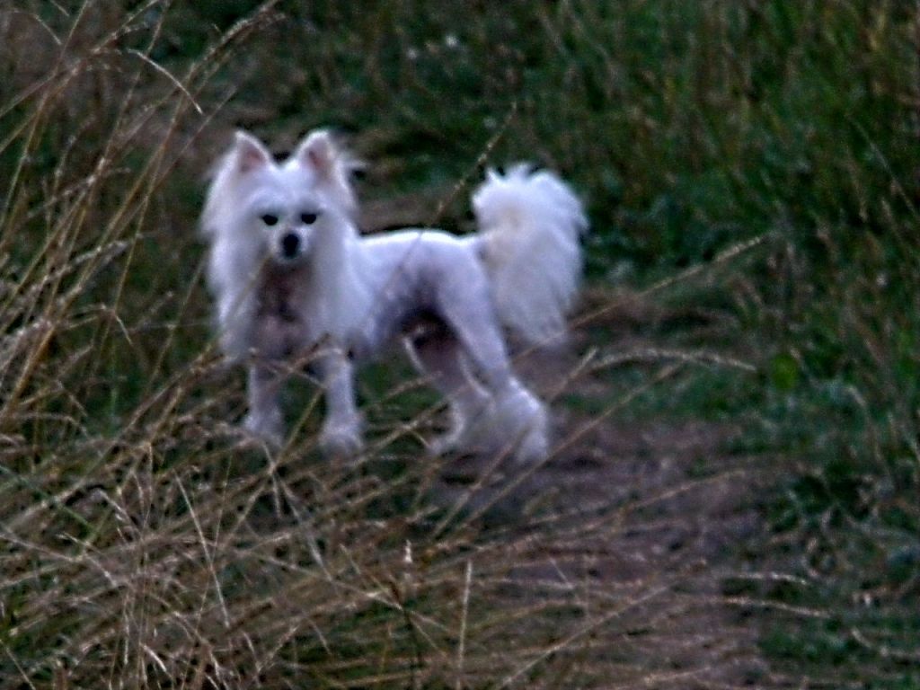 Nevskiy Favorit Edzhina