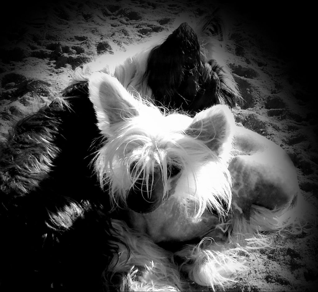 Hrustal'nay Mechta Iz Letnego Sada