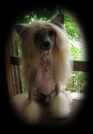 Rino Anne JP Vampir Hunter