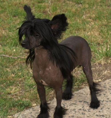 Cornellia di Bronco Piccolo Amico