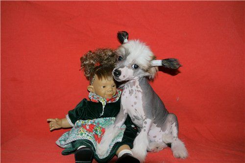 Mon Cher Petit Insolito