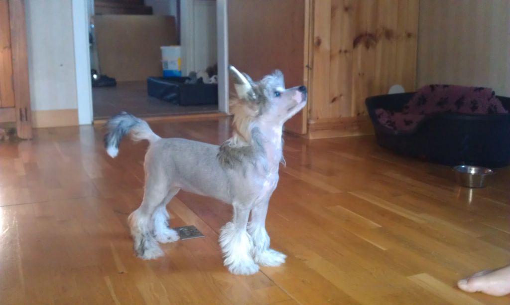 Uzume'z Skies On Fire