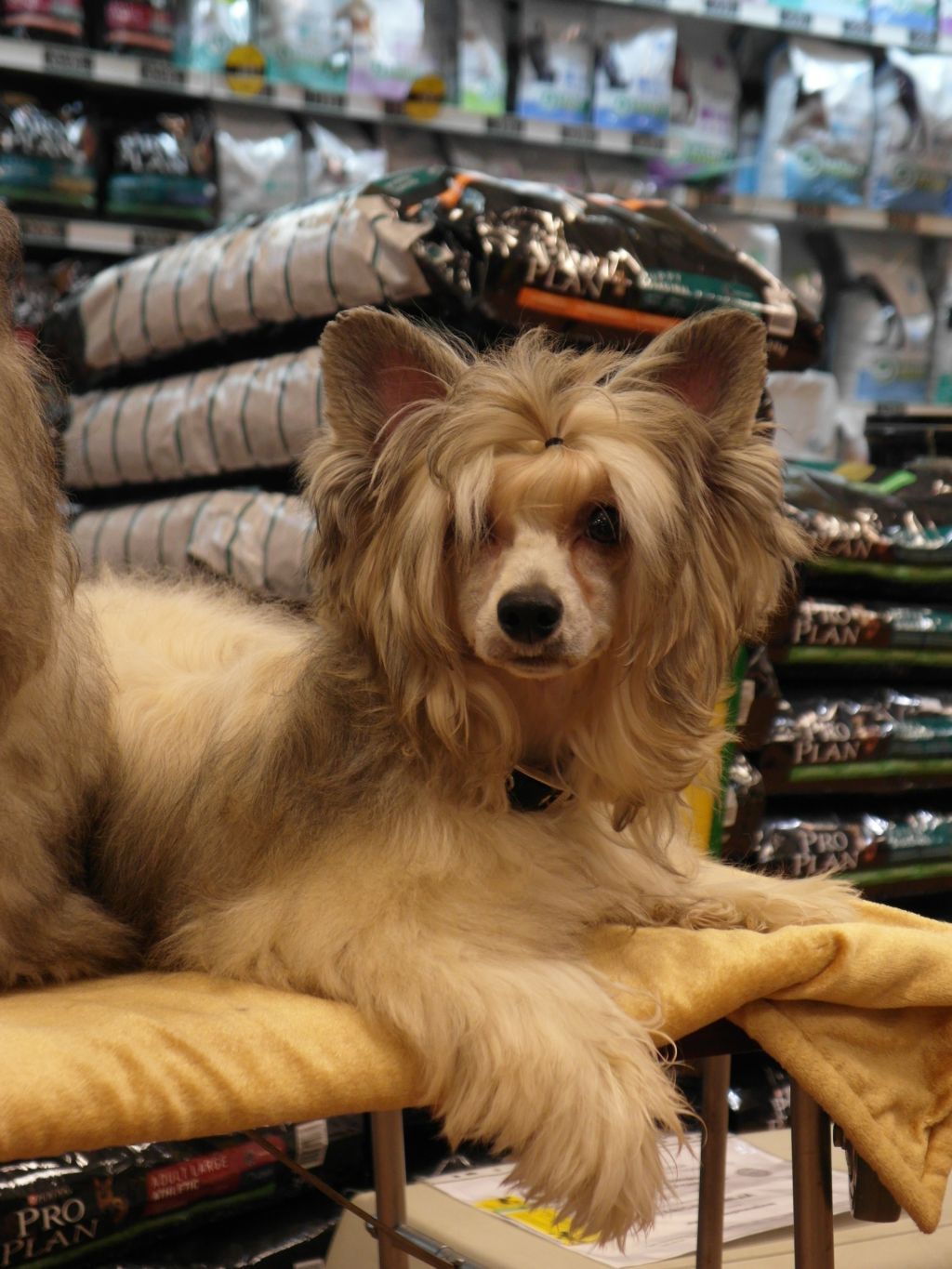 Tangomanija  Advantus