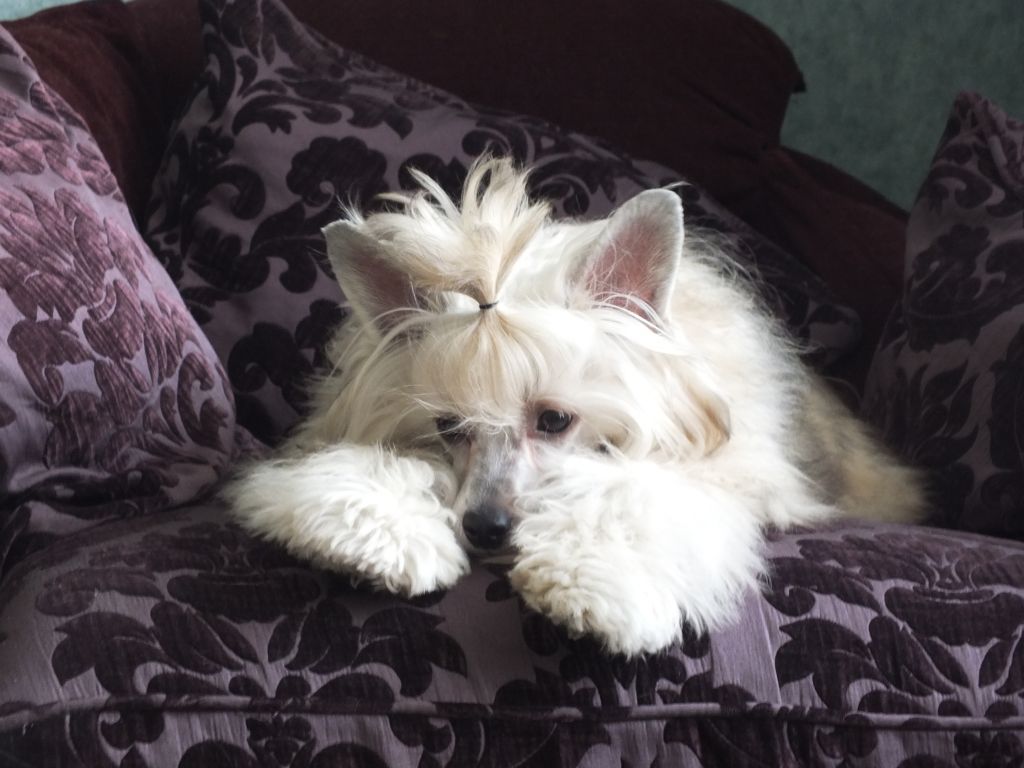 Tangomanija  Amberton