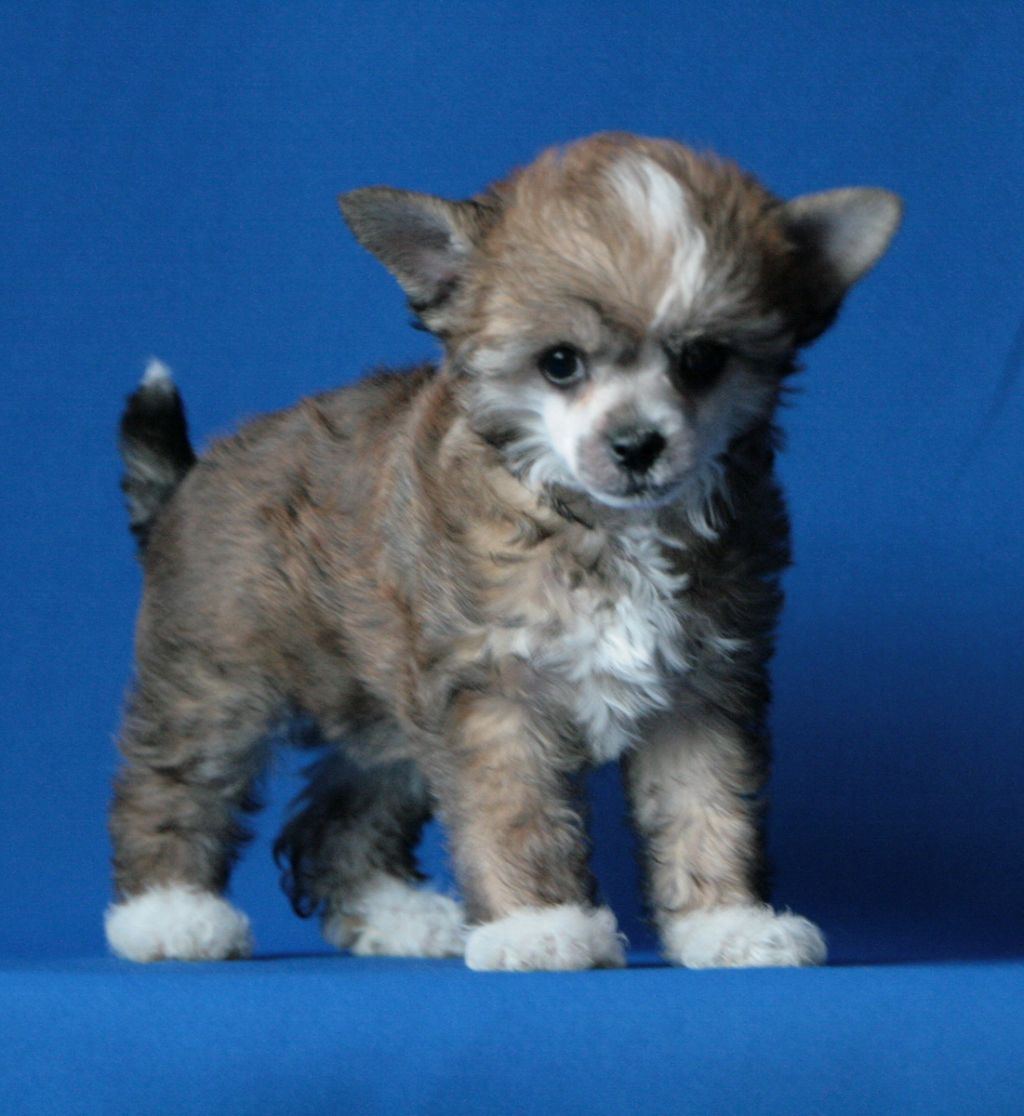 Tangomanija  Andorra