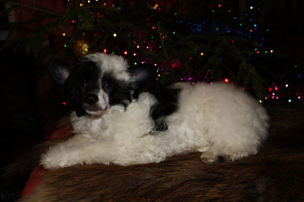 Fantazy Night A Star Idris