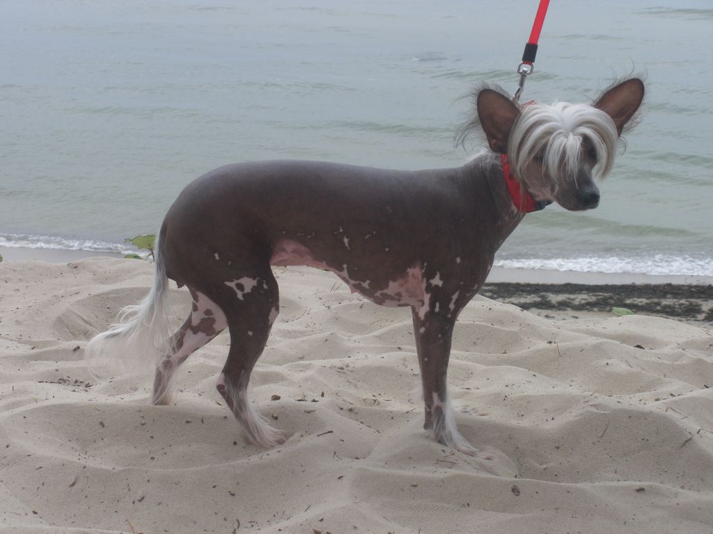 Fantazy Night A Star Ishana