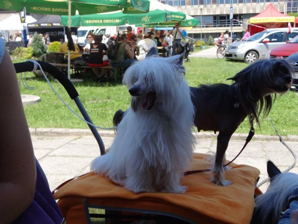 Siciliana Cantabile Dogs