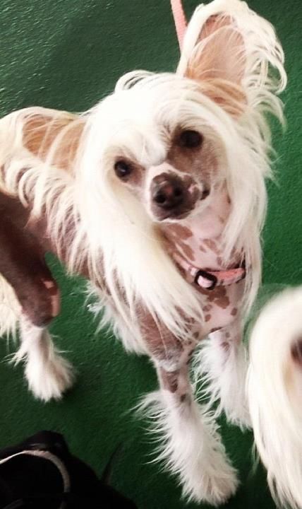 Julie's Precious Master Of Puppets  "Ronja"