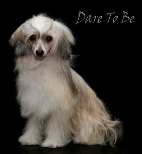 Dare to be Best story ever told