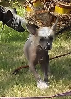 Gatsby Du Jardin De Guanlying