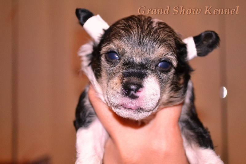 Grand Show Vlastelina