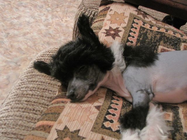 Grand Show Vanilla Sky