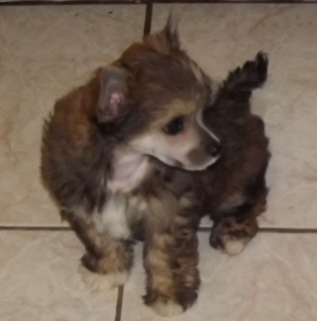 Ginger Du Jardin De Guanglying