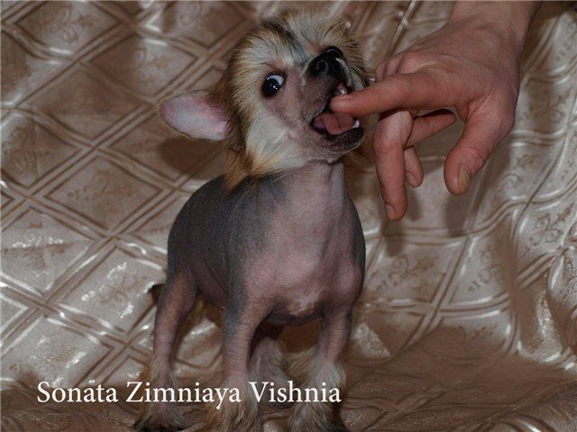 Stefany Ruah-in-Vifaniya