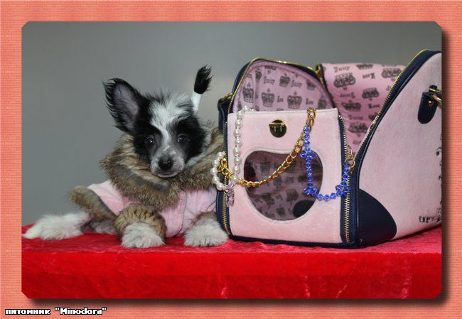 Sorrisa Italia Minodora