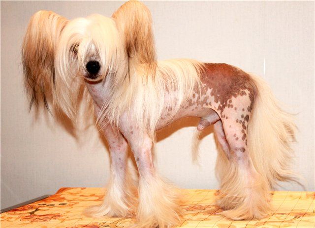 Kristal Yaniry Tamagotchi