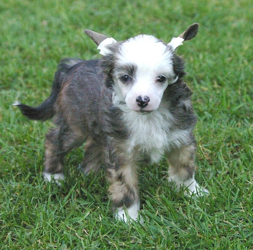 Blue Magic Full Loaded