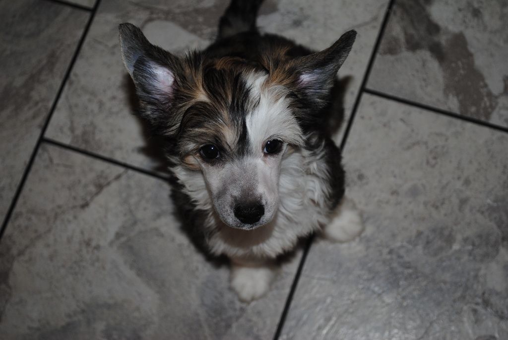 Carrera's Twisted Words