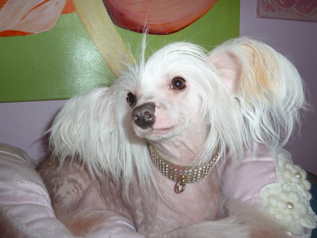 Djana-Kirra Chinesische Engel