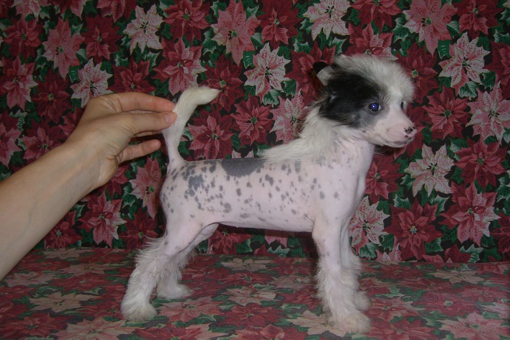 Dylina-Peggy Chinesische Engel