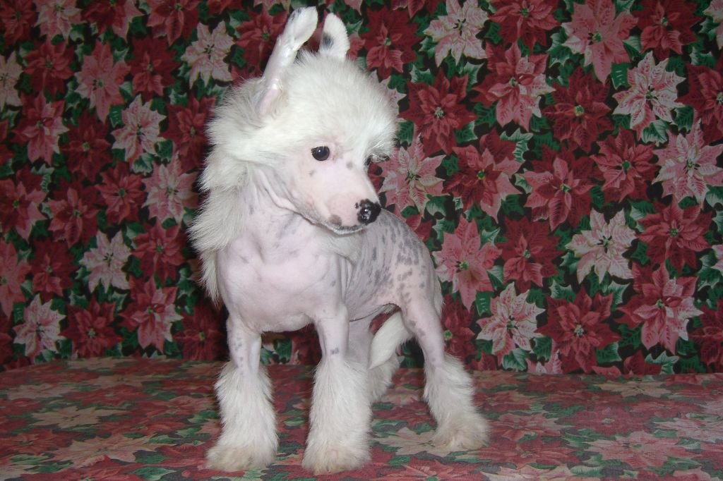 Domenica-Luzzia Chinesische Engel