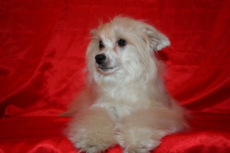 Zoom-Zoom de Fageiro