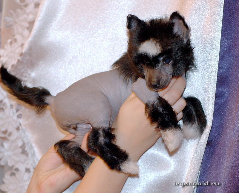 Irgen Gold  Priscilla Presley