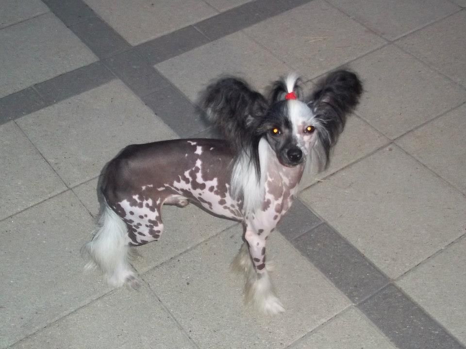 Tailgate's Play Boy Scout