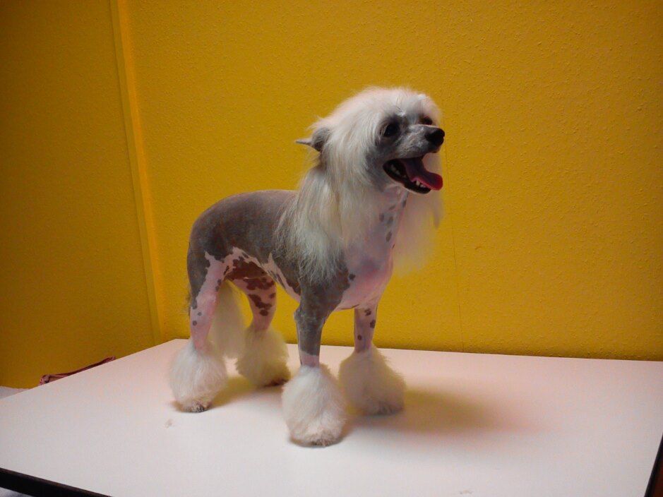 Betty Boop Mystic Fantastic