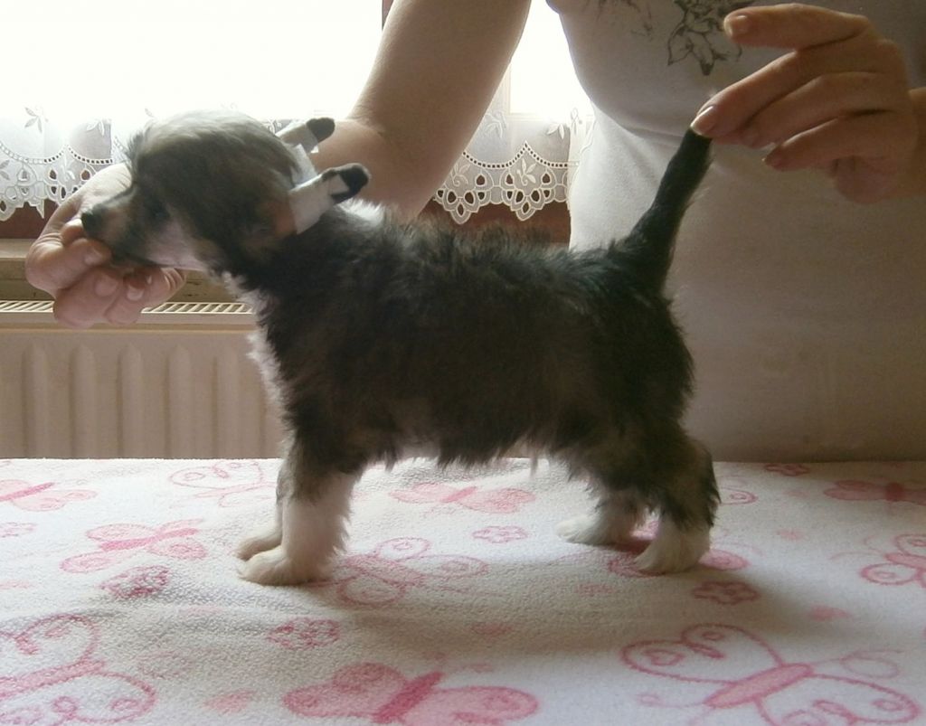 Beachboy Brian  Mystic Fantastic