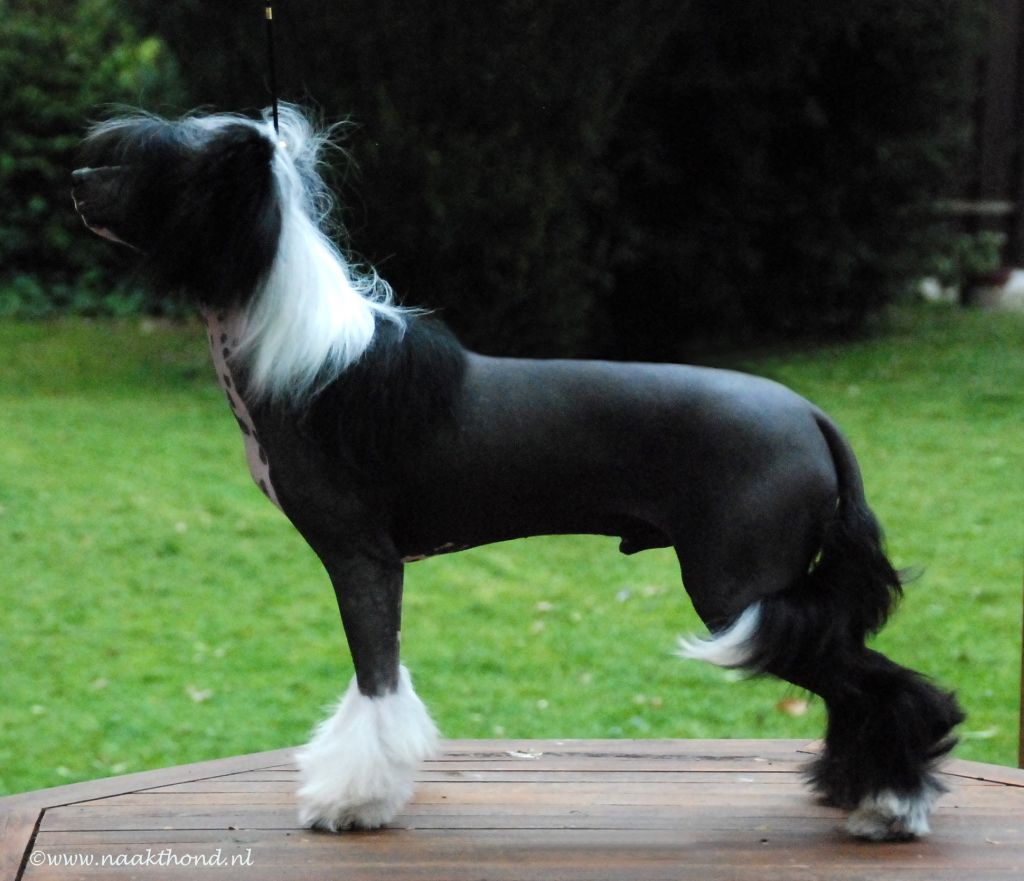 Be My Loverboy CrestedGang