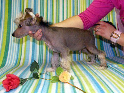 Aristotelés Z Noveho draka