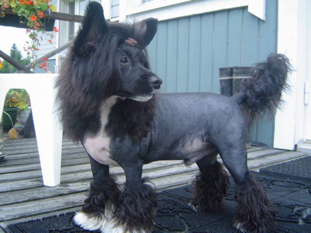 Magic'N Mystic Nostradamus