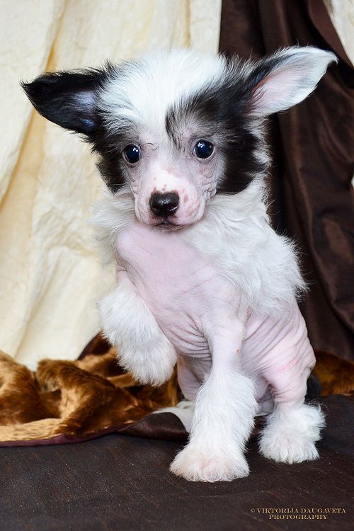 Canis Major Sirius Magic Star