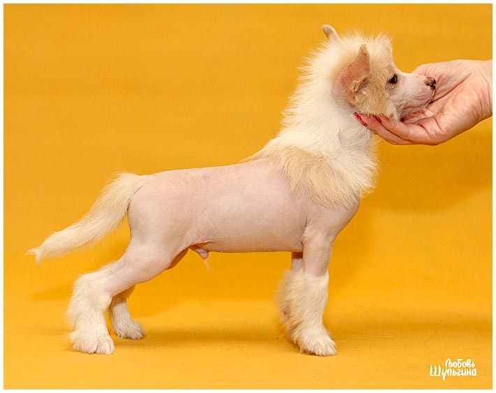 LoveMagic Imposing Man