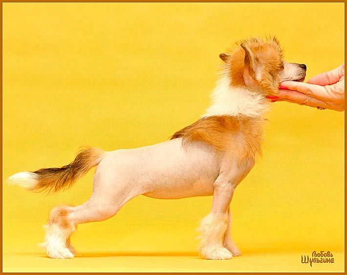 LoveMagic Intrigue of Night 