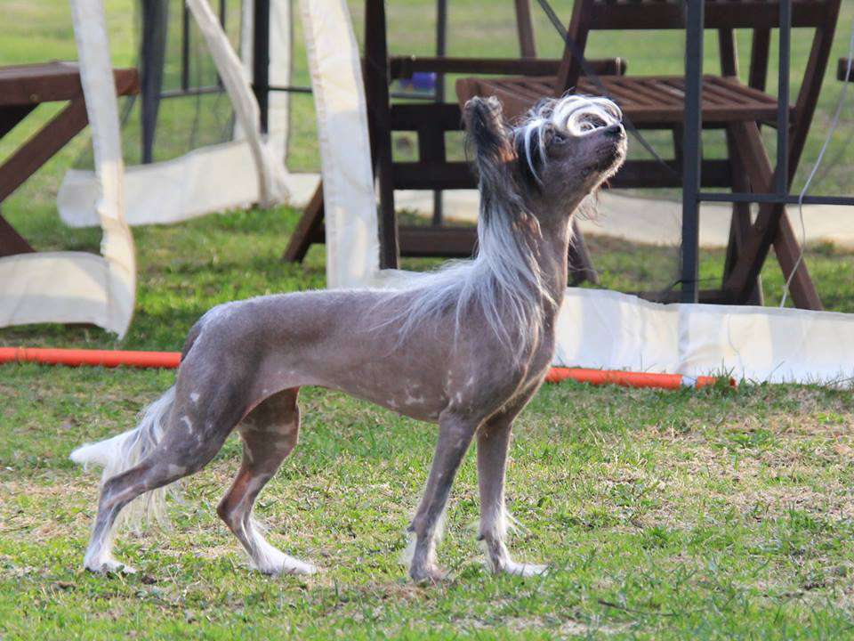 Avantyuristka Solnechnaya Diva