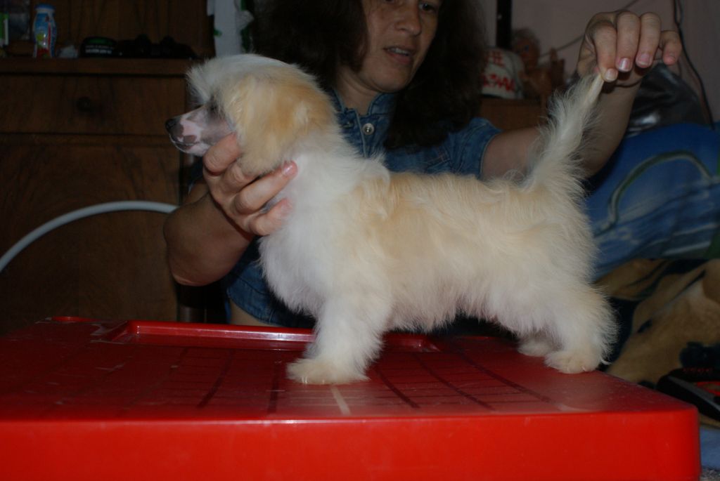 Shelcovij Shlejf  Bella Donna