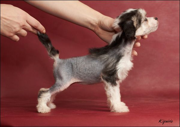 Shelcovij Shlejf  Volnuyuschaya Vseh