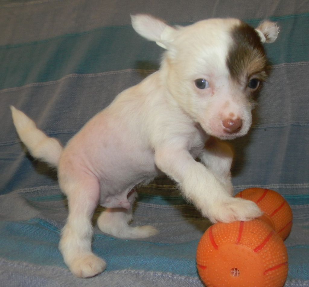 Ognenny Lotos  Benvenuto King