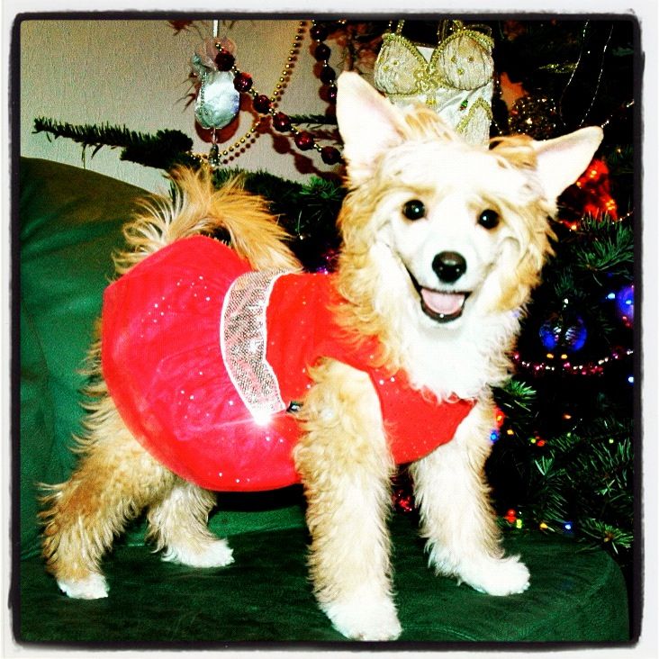 Shelcovij Shlejf  Goldy Eva