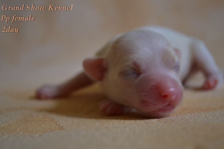 Grand Show Dreams Come True