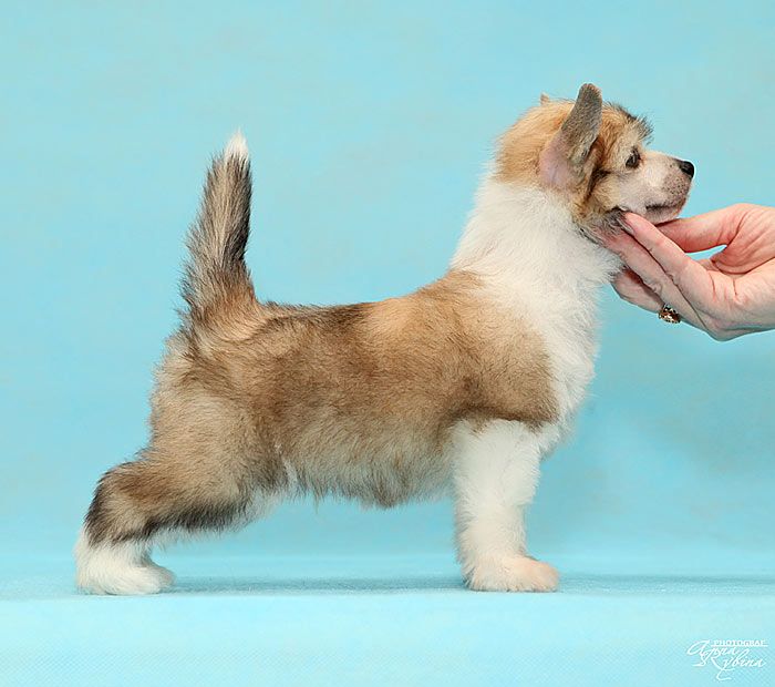 LoveMagic In The Limelight