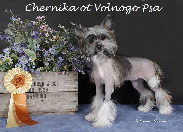 Chernika  ot Volnogo Psa