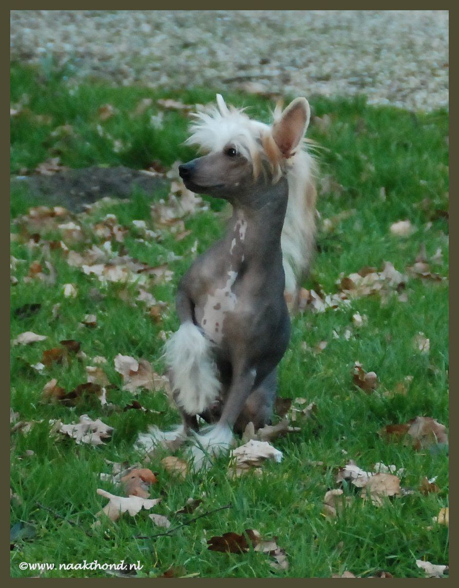 Man With A Mission of Roxy's Pride