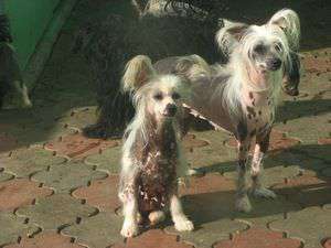 Vellar Pljus Kassandra